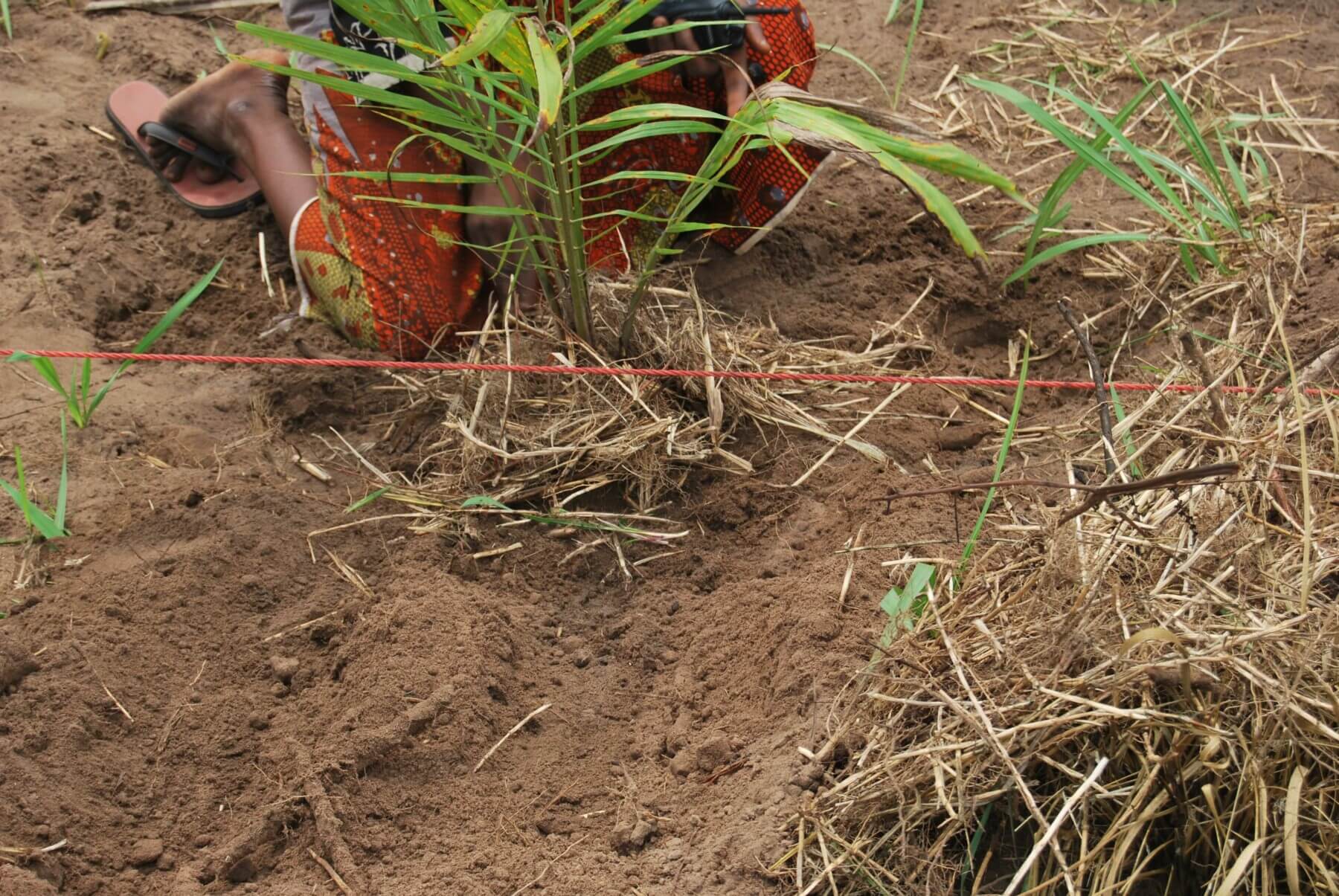 A photo of freshly planted tree saplings in a grid of red string.